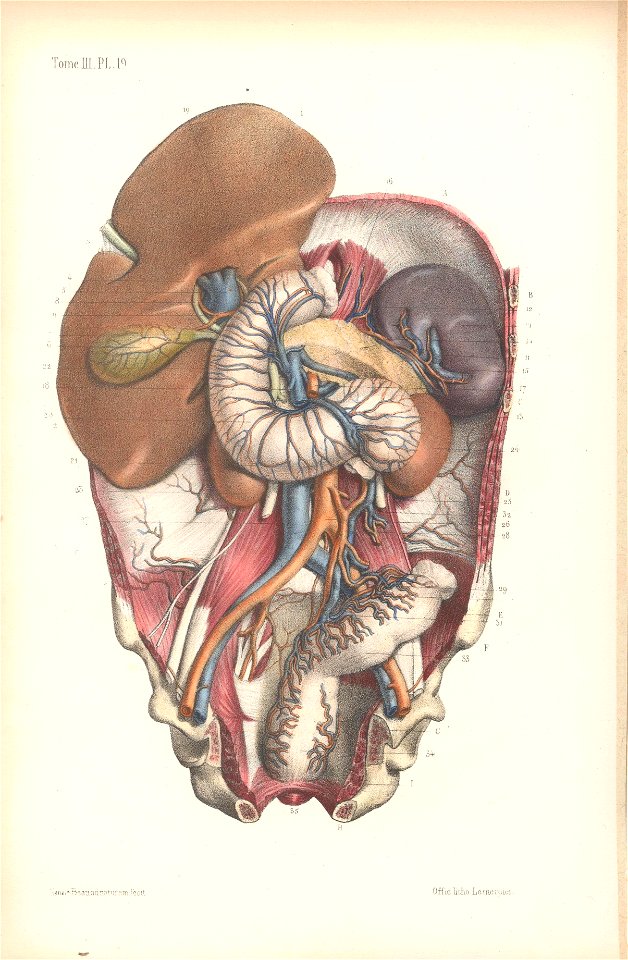 anatomie bbb pl 27