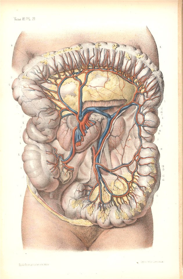 anatomie bbb pl 29. Free illustration for personal and commercial use.