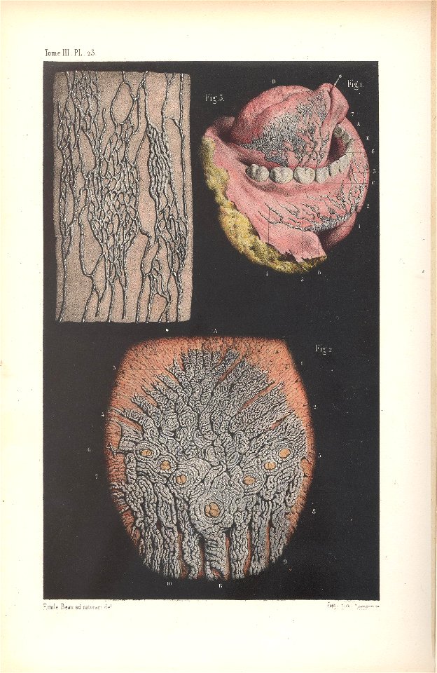anatomie bbb pl 31