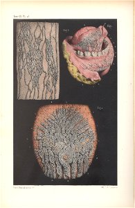 anatomie bbb pl 31