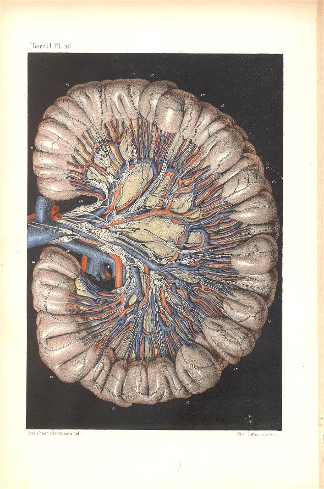 anatomie bbb pl 33