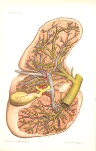 anatomie bbb pl 37. Free illustration for personal and commercial use.