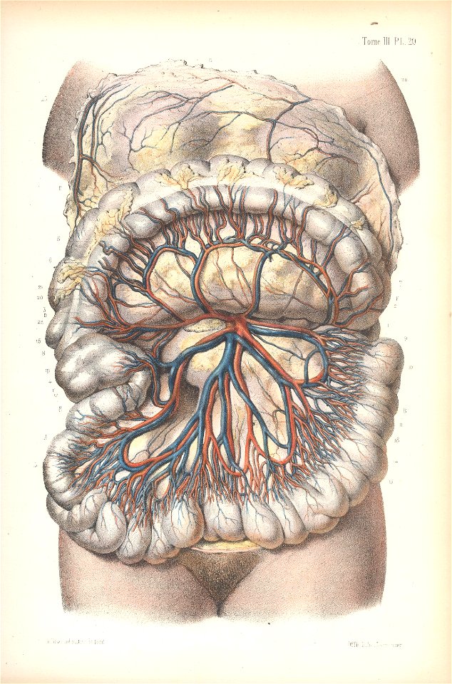 anatomie bbb pl 28. Free illustration for personal and commercial use.