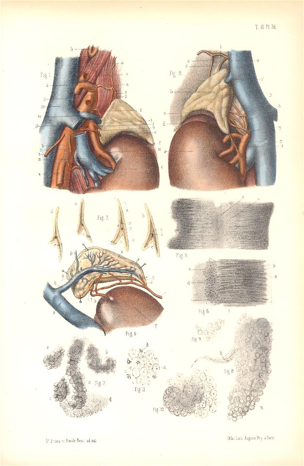 anatomie bbb pl 46