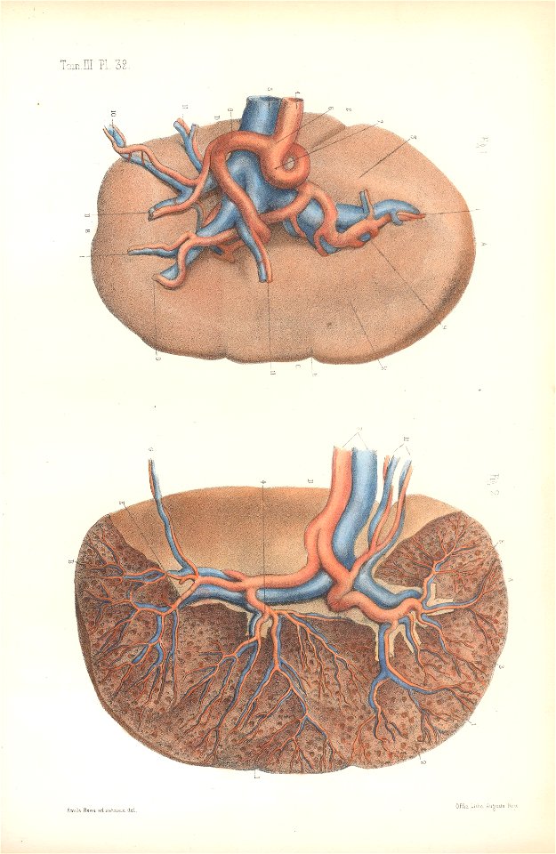 anatomie bbb pl 42