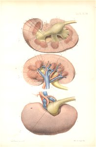 anatomie bbb pl 48