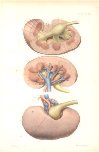 anatomie bbb pl 48. Free illustration for personal and commercial use.