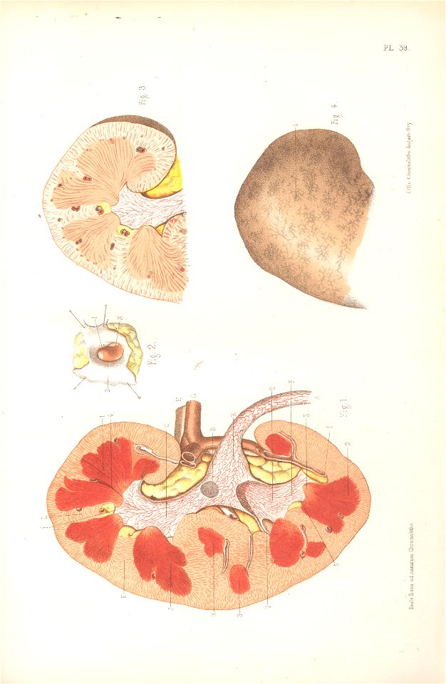 anatomie bbb pl 49. Free illustration for personal and commercial use.