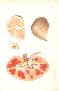 anatomie bbb pl 49