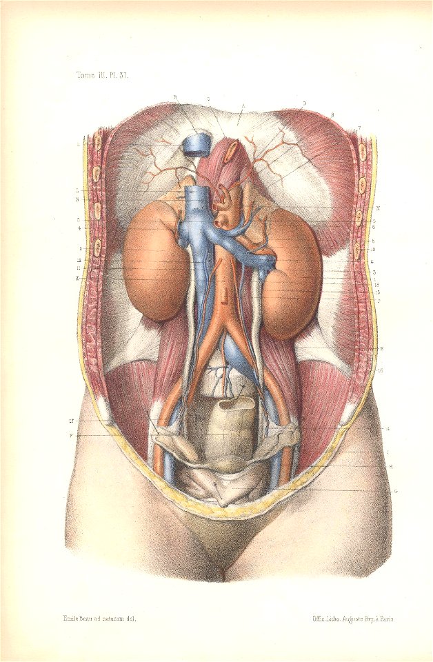 anatomie bbb pl 47
