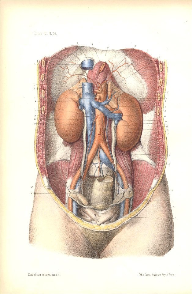 anatomie bbb pl 47. Free illustration for personal and commercial use.