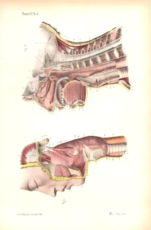 anatomie bbb pl 4