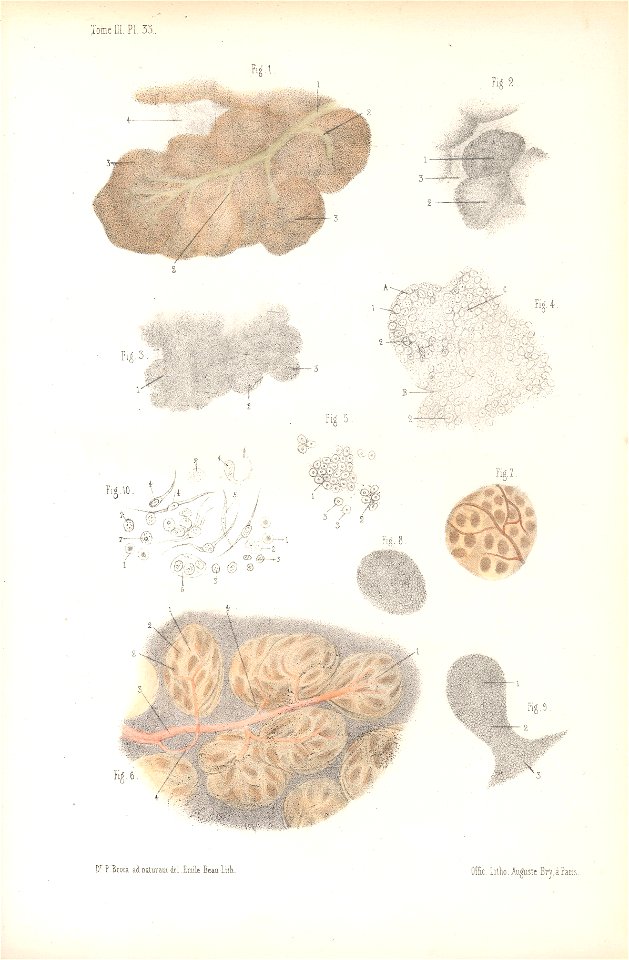 anatomie bbb pl 45. Free illustration for personal and commercial use.