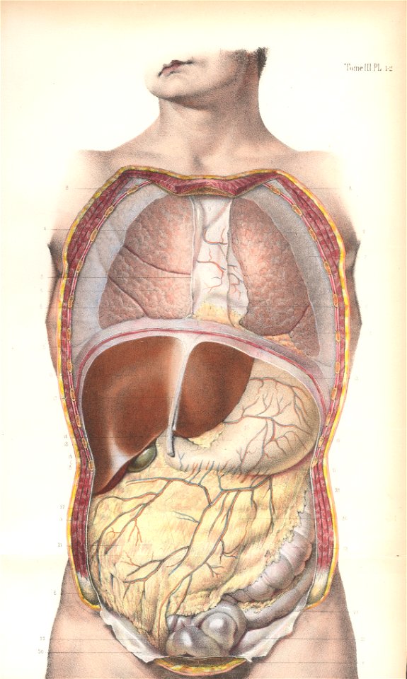 anatomie bbb pl 1&2