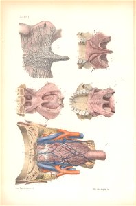 anatomie bbb pl 5. Free illustration for personal and commercial use.