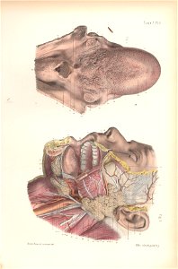 anatomie bbb pl 10