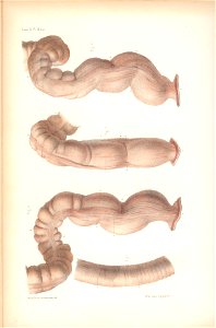 anatomie bbb pl 19