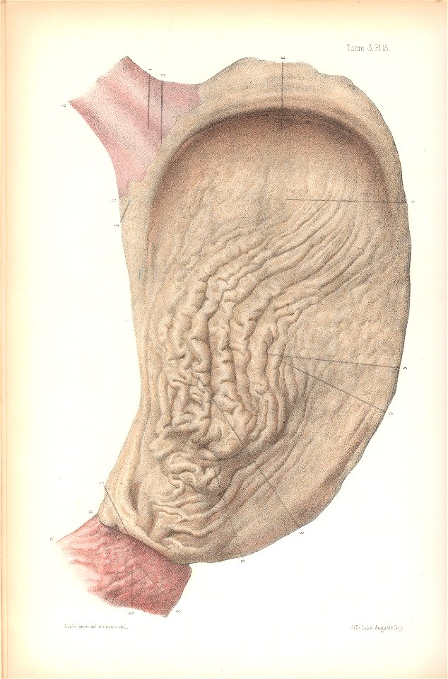 anatomie bbb pl 21. Free illustration for personal and commercial use.