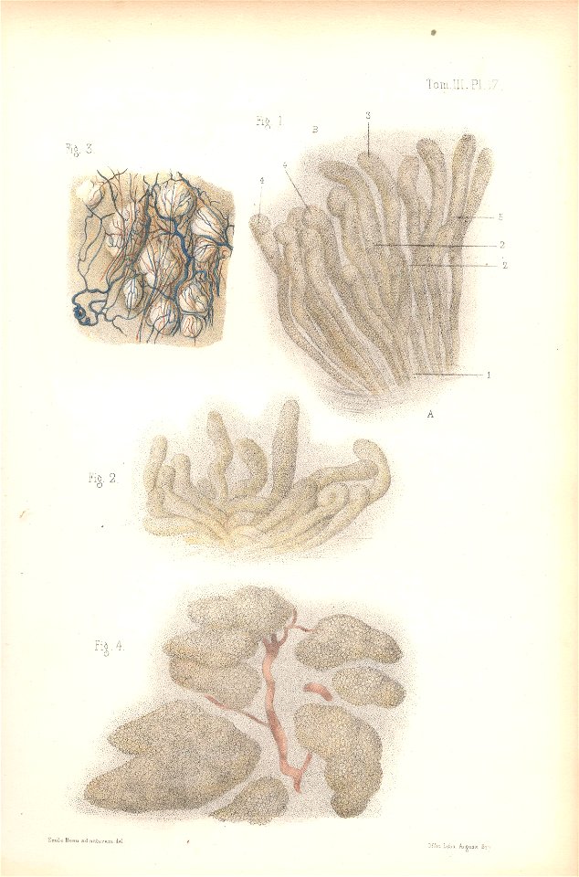 anatomie bbb pl 24