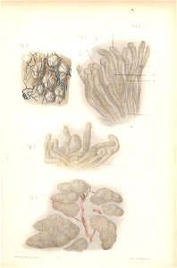 anatomie bbb pl 24