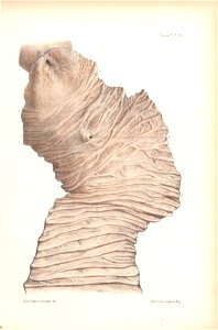 anatomie bbb pl 22