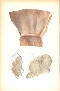 anatomie bbb pl 23