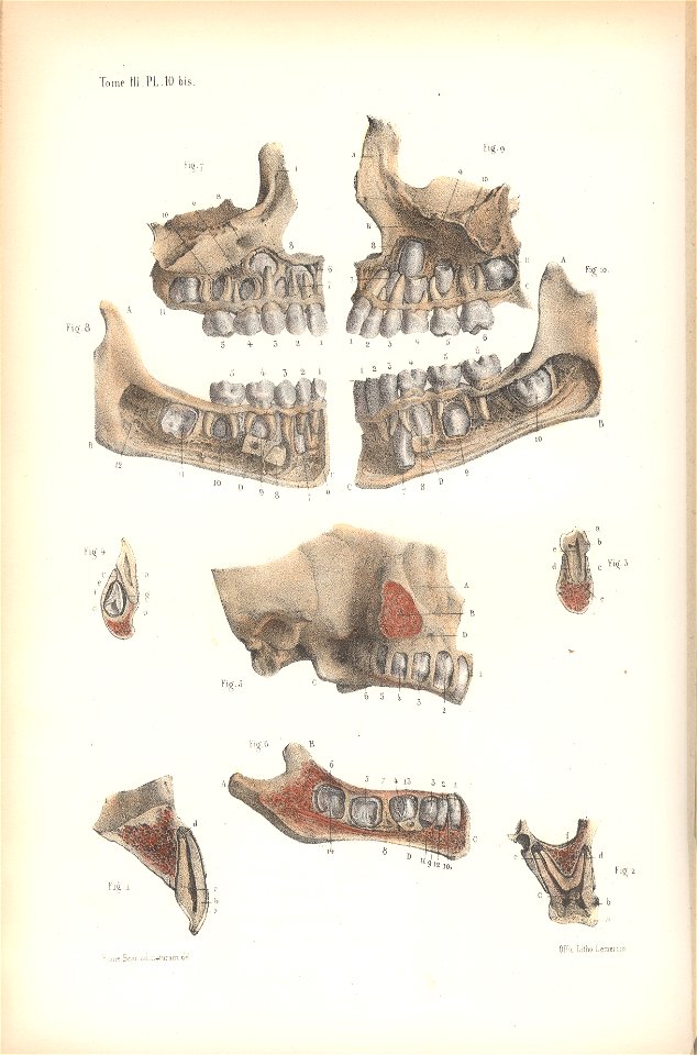 anatomie bbb pl 13. Free illustration for personal and commercial use.