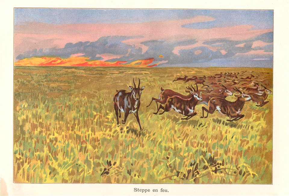 monprof v steppe feu