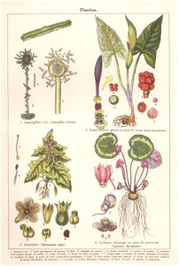 mon prof plantes