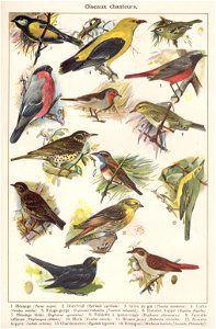 t4 oiseaux chanteurs