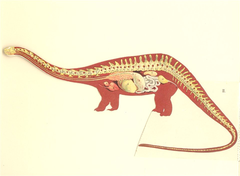 diplodocus 2