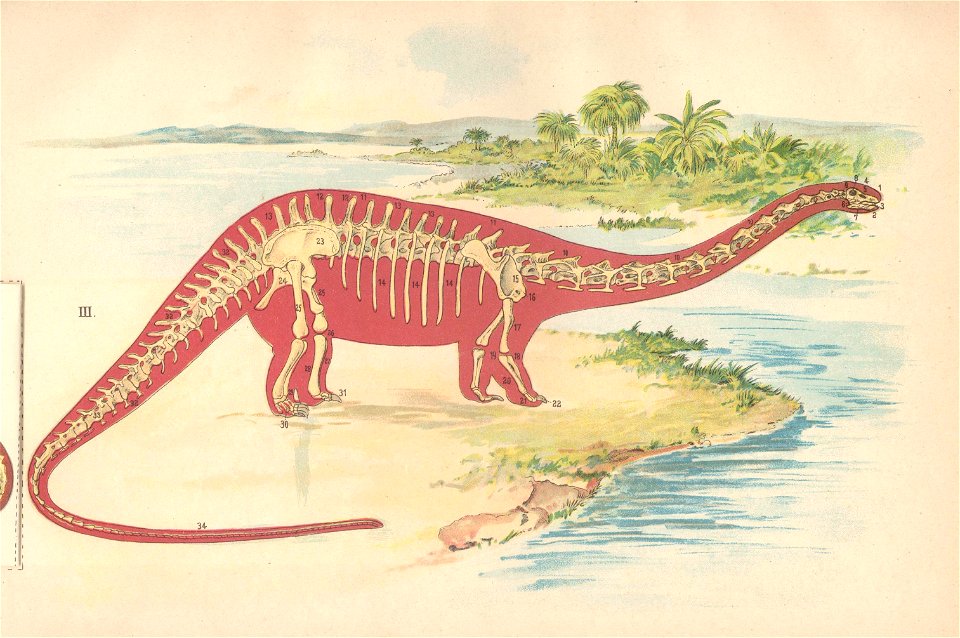 diplodocus 3