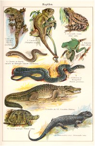 t4 reptiles