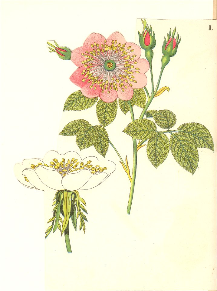 Églantine sauvage