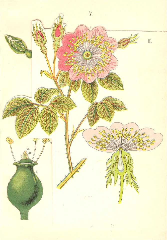 Églantine sauvage