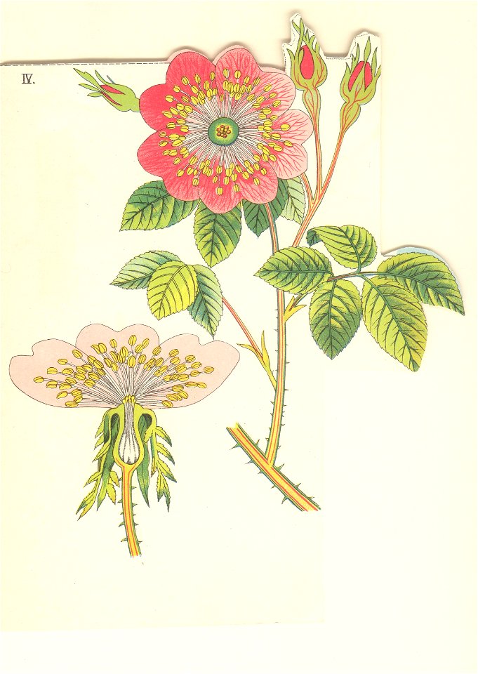 Églantine sauvage