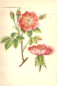Églantine sauvage