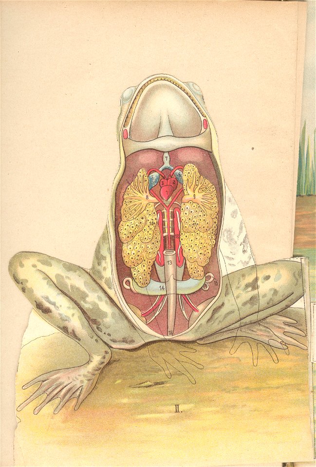 grenouille quillet 2