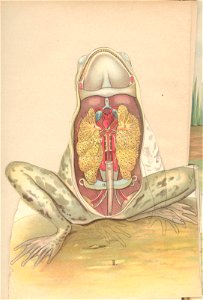grenouille quillet 2