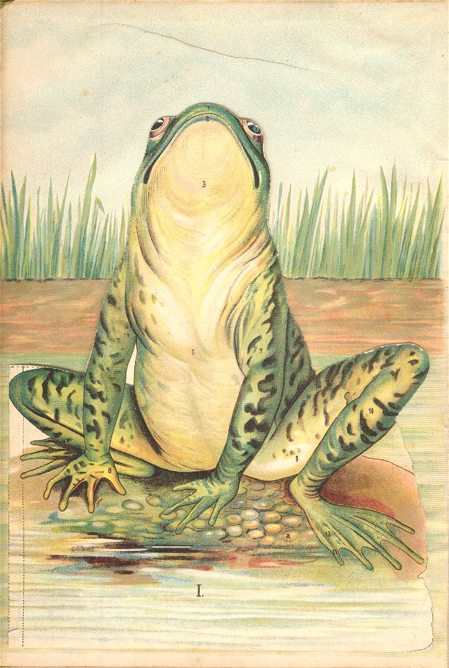 grenouille quillet 1