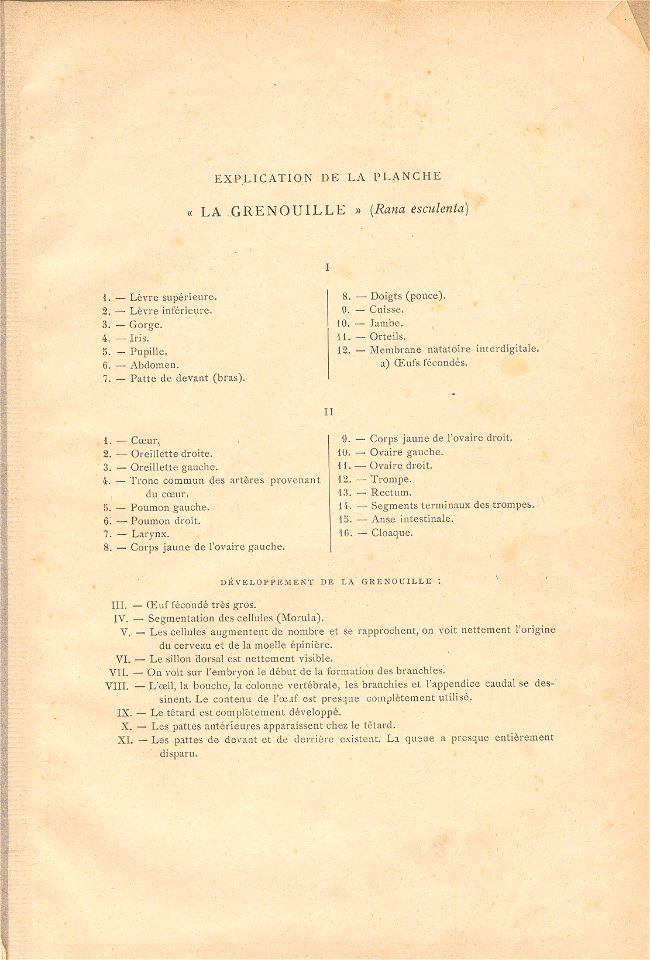 grenouille quillet 8