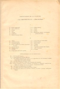 grenouille quillet 8