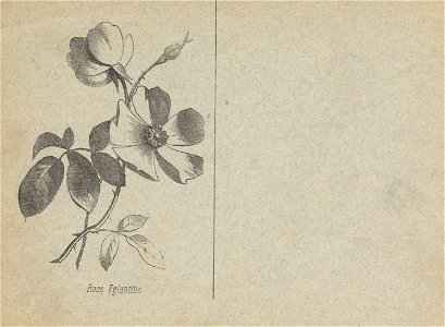 cahier n3 fleurs p2