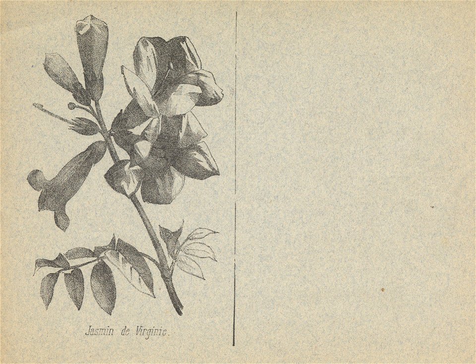 cahier n3 fleurs p6