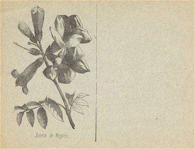 cahier n3 fleurs p6