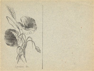 cahier n3 fleurs p7