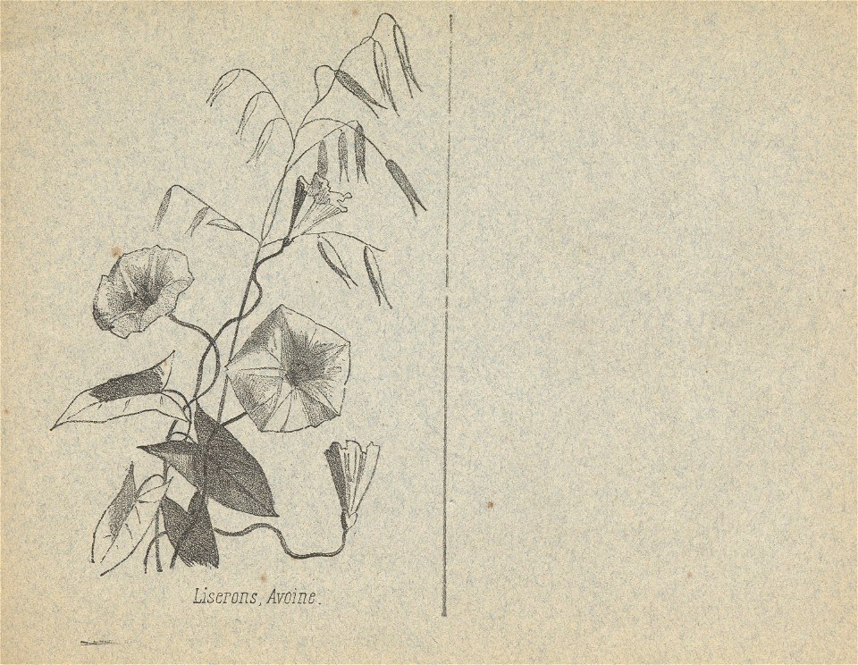 cahier n3 fleurs p8
