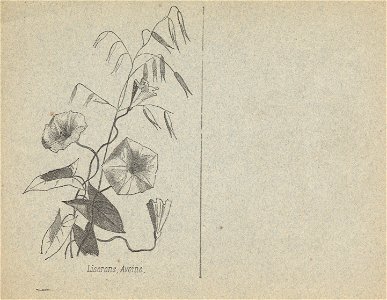 cahier n3 fleurs p8