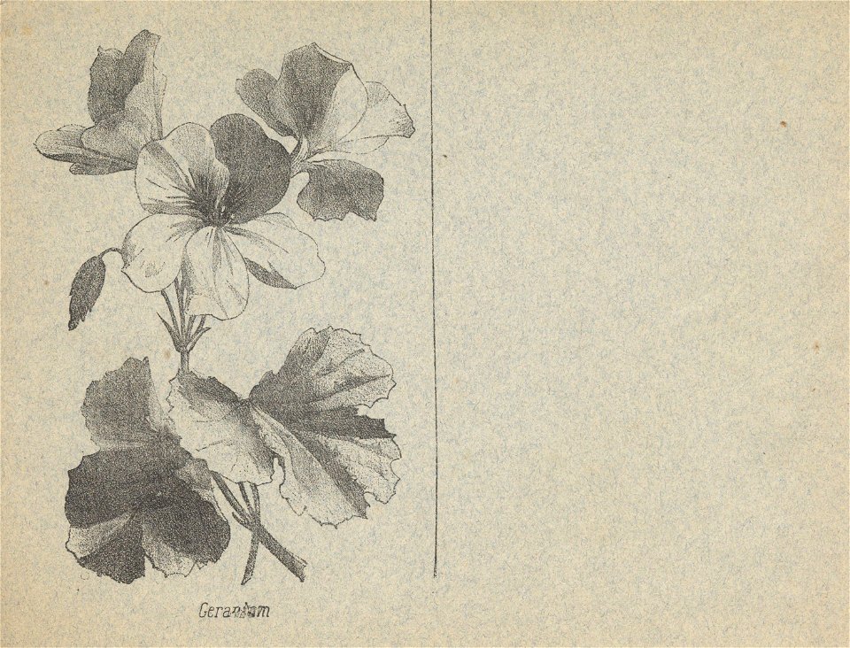 cahier n3 fleurs p16