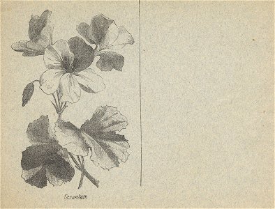 cahier n3 fleurs p16
